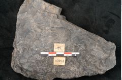 Foto (Detailansicht) von Neuropteris sp.  (NHMW-GEO-2024-0188-10684)